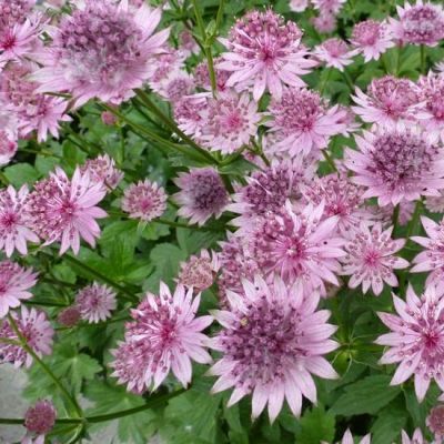 Astrantia major ‘Roma’®