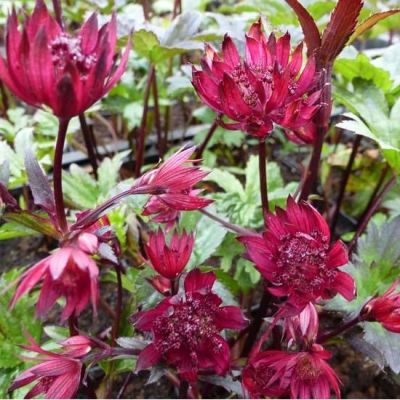 Astrantia major ‘Ruby Wedding’