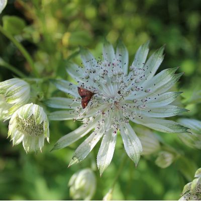 Astrantia major ‘Snow Star’®