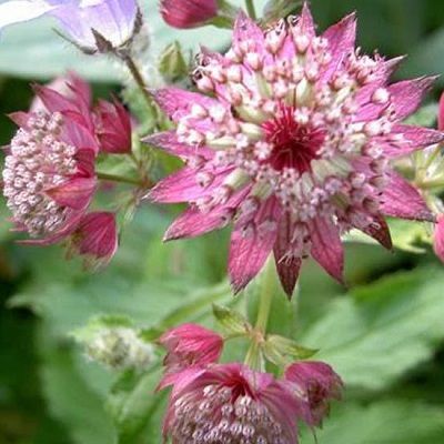 Astrantia major 'Rosea'