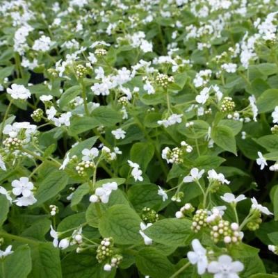 Brunnera macrophylla ‘Betty Bowring’