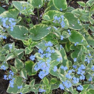 Brunnera macrophylla ‘Hadspen Cream’