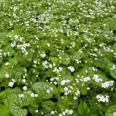 Brunnera macrophylla ‘Mr Morse’®