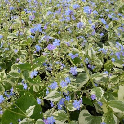 Brunnera macropyhlla ‘Variegata’