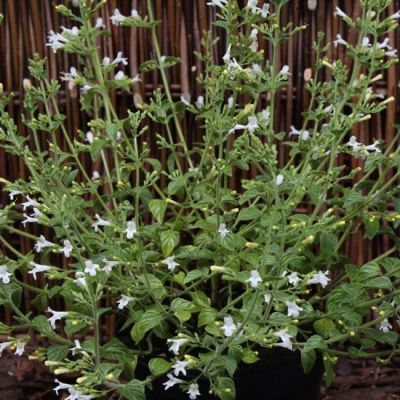 Calamintha nepeta ‘White Cloud’