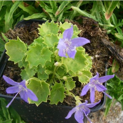 Campanula ‘Dickson’s Gold’