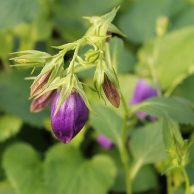 Campanula ‘Kent Belle’