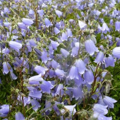 Campanula cochleariifolia ‘Blue Baby'