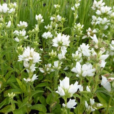 Campanula glomerata ‘Alba’