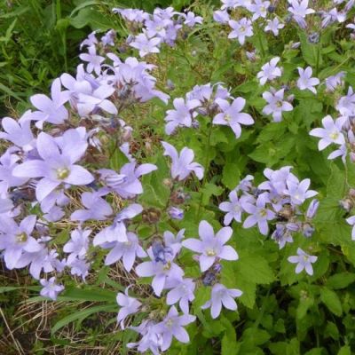 Campanula lactiflora ‘Prichard’s Variety’