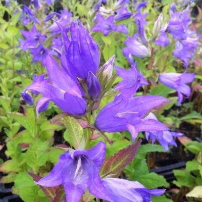 Campanula latifolia macrantha