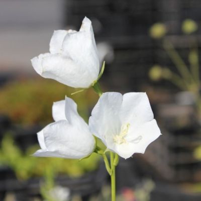 Campanula persicifolia 'Grandiflora Alba'