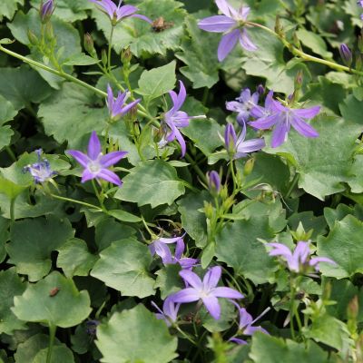 Campanula poscharskyana ‘Stella’