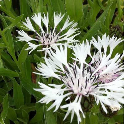 Centaurea montana ‘Alba’