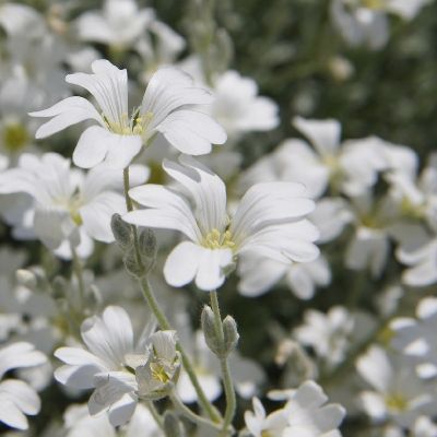 Cerastium tomentosum 'Columnae'