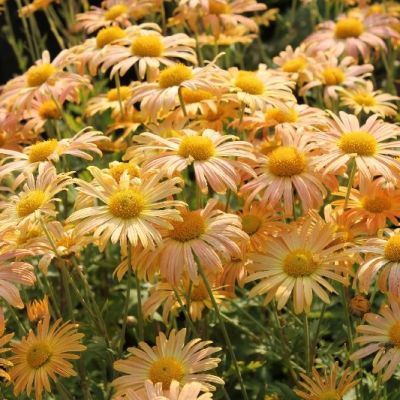 Chrysanthemum (R) ‘Mary Stoker’