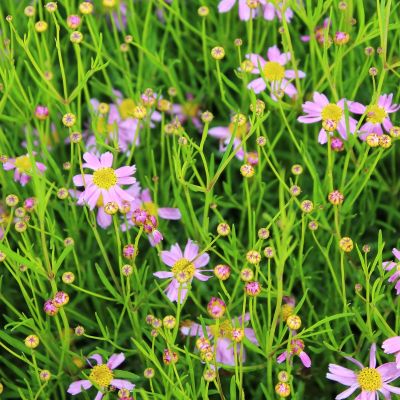 Coreopsis rosea ‘American Dream’