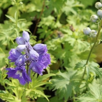 Delphinium Pacific ‘Lady Guinevere’