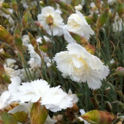 Dianthus Plumarius ‘Haytor White’