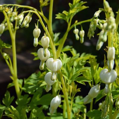 Dicentra spectabilis ‘Alba’