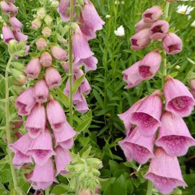 Digitalis ‘Mertonensis’