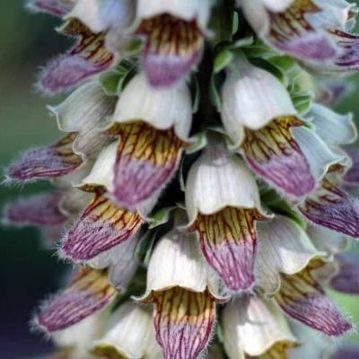 Digitalis ferruginea ‘Gigantea’