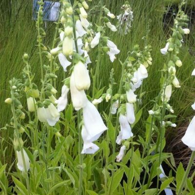 Digitalis purpurea ‘Alba’