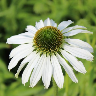 Echinacea purpurea ‘Avalanche’®