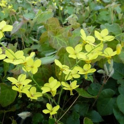 Epimedium perralderianum