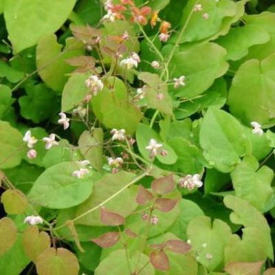 Epimedium pubigerum