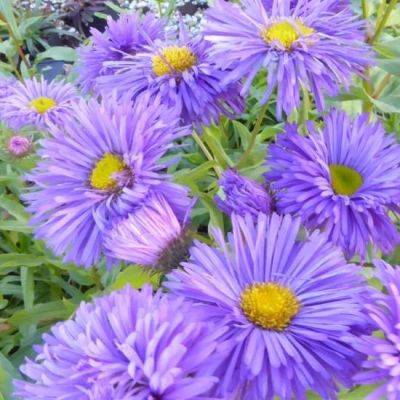 Erigeron hybride 'Azure Beauty'