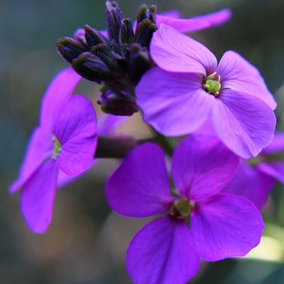 Erysimum ‘Bowles Mauve’