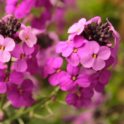 Erysimum ‘Constant Cheer’