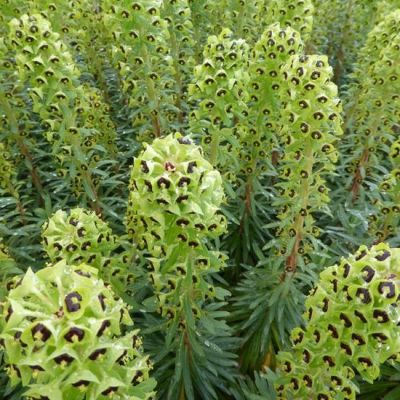 Euphorbia characias ‘Black Pearl’