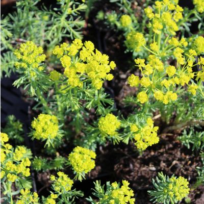 Euphorbia cyparissias