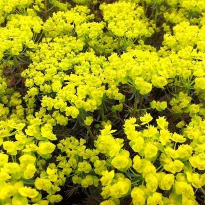 Euphorbia cyparissias  ‘Clarice Howard’