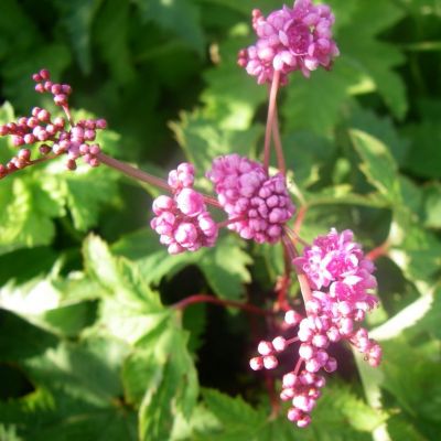 Filipendula purpurea