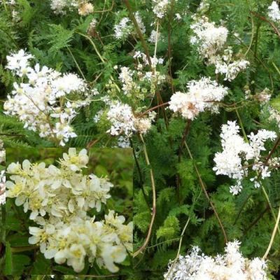 Filipendula vulgaris