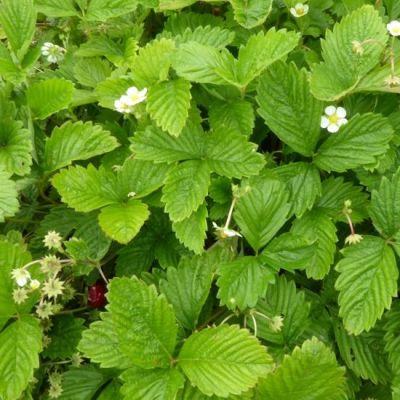 Fragaria vesca ‘Alexandria’