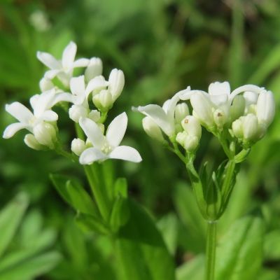 Galium odoratum