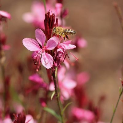 Gaura lindheimeri ‘Cherry Brandy’®