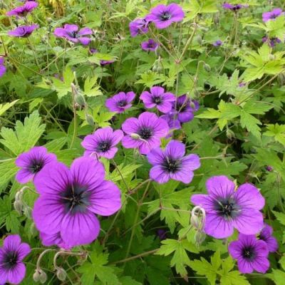 Geranium ‘Ann Folkard’