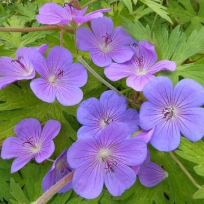 Geranium ‘Blue Sunrise’®