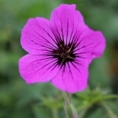 Geranium ‘Patricia’