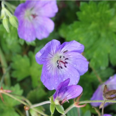 Geranium ‘Rozanne’®