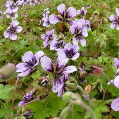 Geranium ‘Salomé’