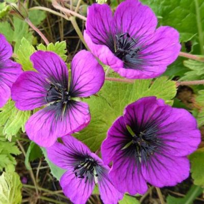 Geranium ‘Sandrine’®