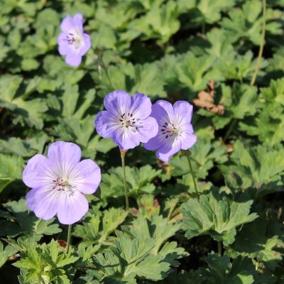 Geranium 'Azure Rush'®