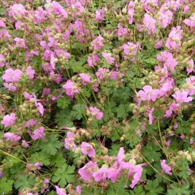 Geranium cantabrigiense 'Berggarten'