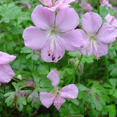 Geranium dalmaticum